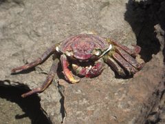Aama Grapsus tenuicrustatus molt front at Kahuku Hawaii by Biobrit. Used under a CC0 license.