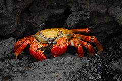 Grapsus grapsus Galapagos Islands by Lieutenant Elizabeth Crapo, NOAA Corps. Used under a Public domain license.