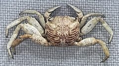 Grapsus longitarsis by A. C. Tatarinov. Used under a CC0 license.