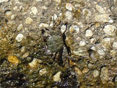 Grapsus sp 01 by Syrio. Used under a CC BY-SA 4.0 license.