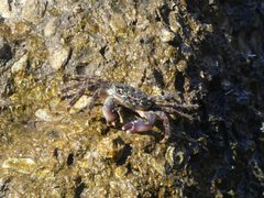 Grapsus sp 04 by Syrio. Used under a CC BY-SA 4.0 license.
