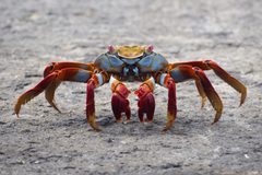 Sally Lightfoot Crab 2019 by Nosferattus. Used under a CC0 license.