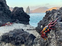 Sally Lightfoot Crab Galapagos 2023 by Bex-Lemon. Used under a CC BY-SA 4.0 license.