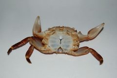 Ecdysis Pachygrapsus crassipes by Tatsundo h. Used under a CC BY-SA 3.0 license.