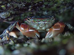 Pachygrapsus crassipes 000 by Franco Folini. Used under a CC BY 2.5 license.