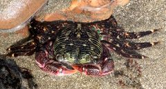 Pachygrapsus crassipes Hearst beach by Peter D. Tillman. Used under a CC BY-SA 3.0 license.
