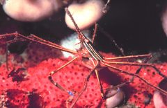Stenorhynchus seticornis by NOAA. Used under a Public domain license.