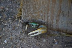 Fiddler Crab by Diego.re2010. Used under a CC BY-SA 4.0 license.