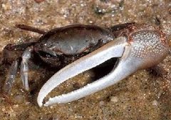 Fiddler crab by NOAA. Used under a Public domain license.