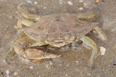 Blaukrabbe Callinectes sapidus 1 by Holger Krisp. Used under a CC BY 3.0 license.