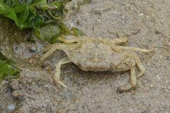 Blaukrabbe Callinectes sapidus 3 by Holger Krisp. Used under a CC BY 3.0 license.