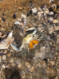 Callinectes sapidus ovigerous female by solanauy. Used under a CC BY-SA 4.0 license.