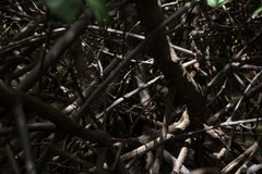 Aratus pisonii. 05 by Benzemina. Used under a CC BY-SA 4.0 license.