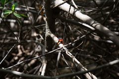 Aratus pisonii. 12 by Benzemina. Used under a CC BY-SA 4.0 license.