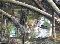 Pneumatophore - mangrove by Filo gèn'. Used under a CC BY-SA 4.0 license.