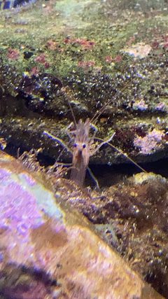 Lysmata californica California ScienCenter 1 by DarkNight0917. Used under a CC BY-SA 4.0 license.
