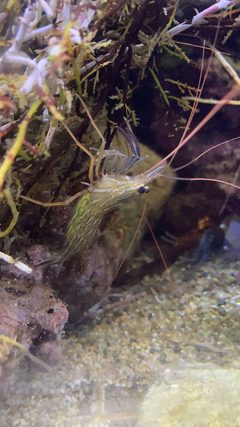 Lysmata californica California ScienCenter 10 by DarkNight0917. Used under a CC BY-SA 4.0 license.