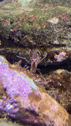 Lysmata californica California ScienCenter 2 by DarkNight0917. Used under a CC BY-SA 4.0 license.