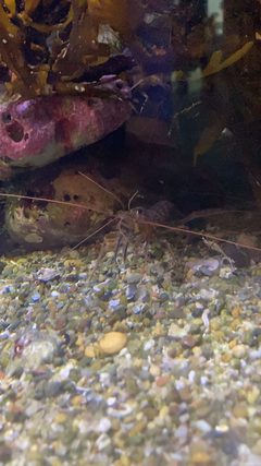 Lysmata californica California ScienCenter 3 by DarkNight0917. Used under a CC BY-SA 4.0 license.