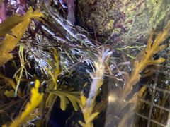Lysmata californica California ScienCenter 4 by DarkNight0917. Used under a CC BY-SA 4.0 license.