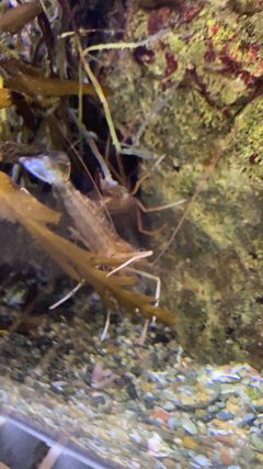 Lysmata californica California ScienCenter 7 by DarkNight0917. Used under a CC BY-SA 4.0 license.