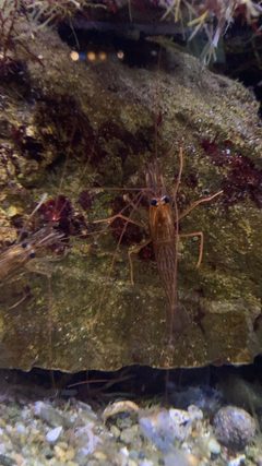Lysmata californica California ScienCenter 8 by DarkNight0917. Used under a CC BY-SA 4.0 license.