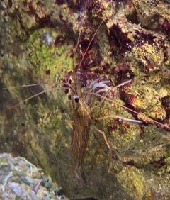 Lysmata californica California ScienCenter 9 by DarkNight0917. Used under a CC BY-SA 4.0 license.