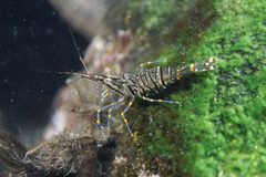 Kleine Felsengarnele Palaemon elegans by Holger Krisp. Used under a CC BY 4.0 license.