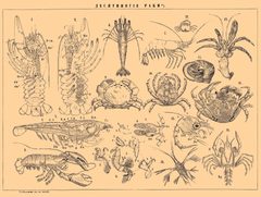 Brockhaus and Efron Encyclopedic Dictionary b20 494-0 by painter from Brockhaus and Efron Encyclopedic Dictionary. Used under a Public domain license.