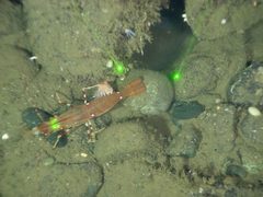 Olympic Coast National Marine Sanctuary 2010 Pandalus platyceros by Ed Bowlby, NOAA/Olympic Coast NMS; NOAA/OAR/Office of Ocean Exploration.. Used under a Public domain license.