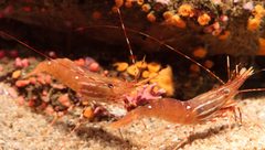 Spot prawns by Julia Sumangil. Used under a CC BY-SA 4.0 license.