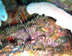 Banded coral shrimp by wikipedia. Used under a Public domain license.