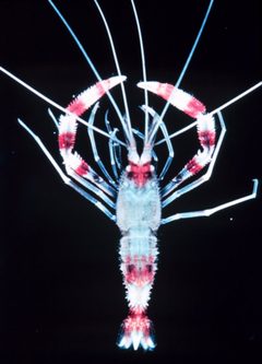Stenopus hispidus by wikipedia. Used under a Public domain license.