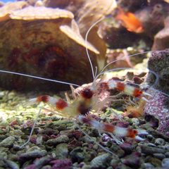 Stenopus hispidus 2 by wikipedia. Used under a CC BY-SA 2.5 license.