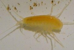 Stygobromus pecki by Joe Fries, San Marcos National Fish Hatchery. Used under a Public domain license.