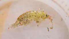 Gammarus fasciatus 151724451 by nmacelko2. Used under a CC0 license.