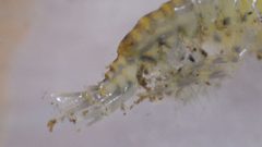 Gammarus fasciatus 151724458 by nmacelko2. Used under a CC0 license.