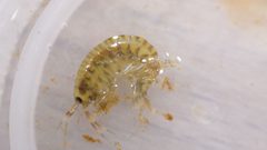 Gammarus fasciatus 153419086 by nmacelko2. Used under a CC0 license.