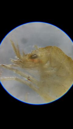 Gammarus fasciatus 169391457 by loopy30. Used under a CC BY-SA 4.0 license.