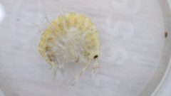 Gammarus fasciatus 215111326 by nmacelko2. Used under a CC0 license.