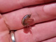 Gammarus lacustris 22336145 by Matt Muir. Used under a CC BY-SA 4.0 license.