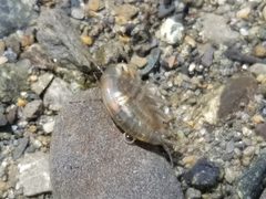 Gammarus lacustris 22336150 by Matt Muir. Used under a CC BY-SA 4.0 license.