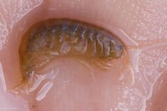 Gammarus lacustris 2273541 by Ken-ichi Ueda. Used under a CC BY 4.0 license.