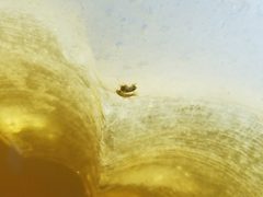 Gammarus lacustris 63100873 by msieges. Used under a CC0 license.