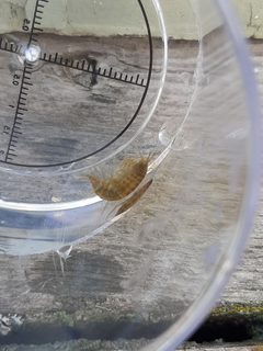 Gammarus lacustris 85149872 by Zach. Used under a CC BY 4.0 license.