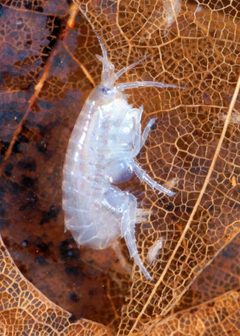Hyalella azteca 2 by Scott Bauer. Used under a Public domain license.