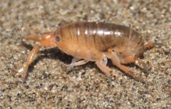Megalorchestia californiana by Linda Tanner from Los Osos & Atascadero, California, U.S.A.. Used under a CC BY 2.0 license.