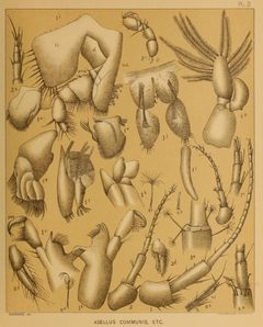 Cave Fauna of North America Plate 02 by Alpheus Spring Packard. Used under a Public domain license.