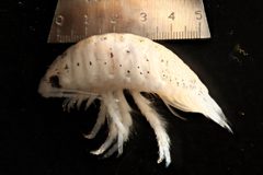 Excirolana chiltoni by University of California San Diego. Used under a CC BY-SA 3.0 license.