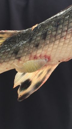 Anilocra acuta 30221802 by joshl. Used under a CC BY 4.0 license.
